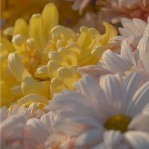 Meet your Posher, Karla